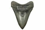 Fossil Megalodon Tooth - South Carolina River Meg #264541-1